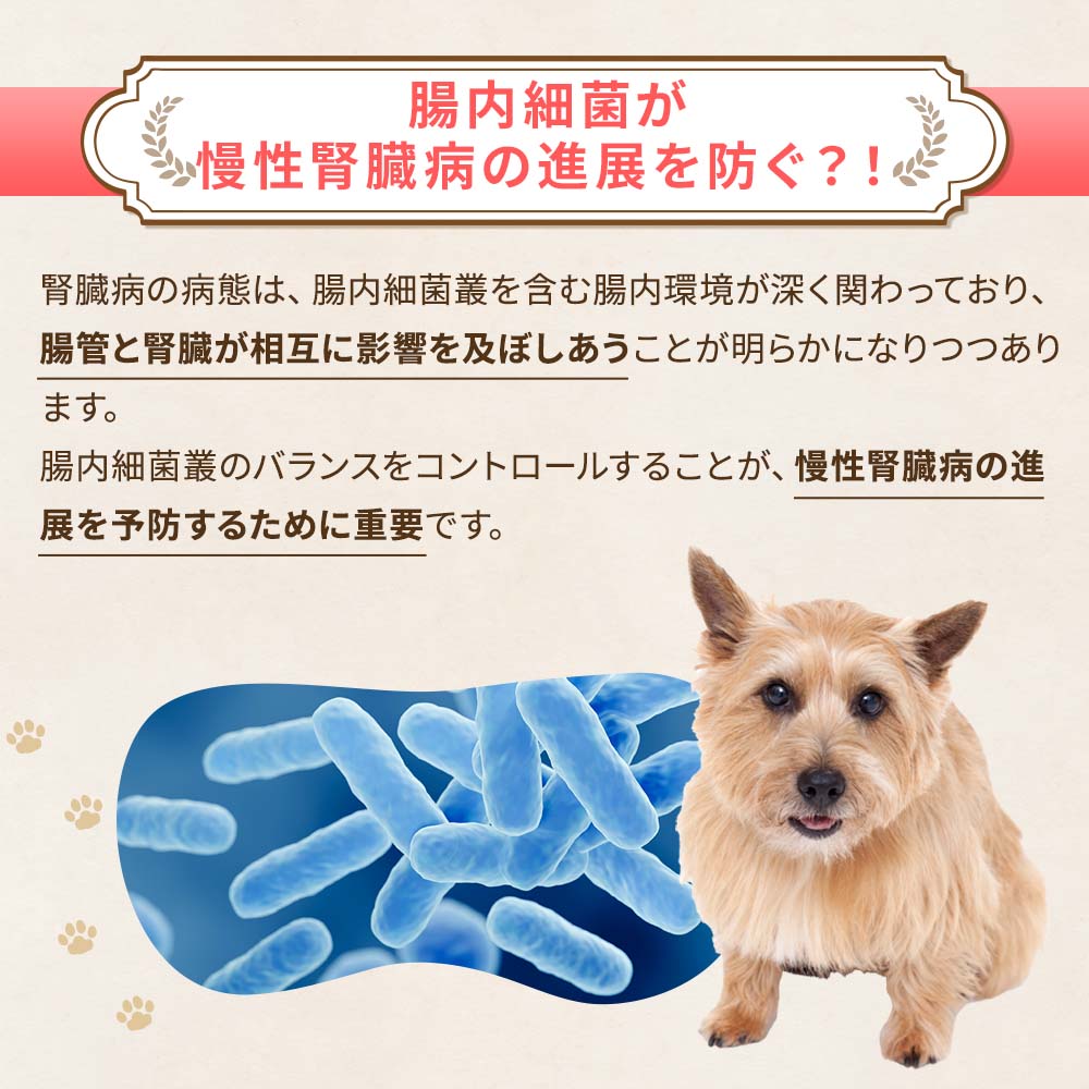 腸内細菌群のバランスをコントロールすることが慢性腎臓病の進展を予防するために重要です